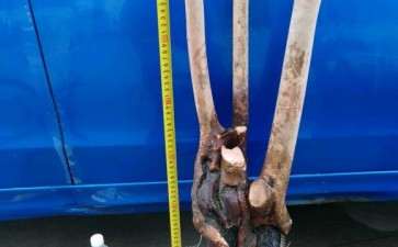 油茶截下来的树枝 能当下山桩一样养吗