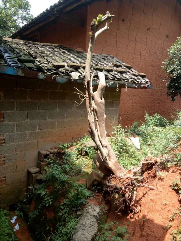 茶树下山桩能否嫁接茶花