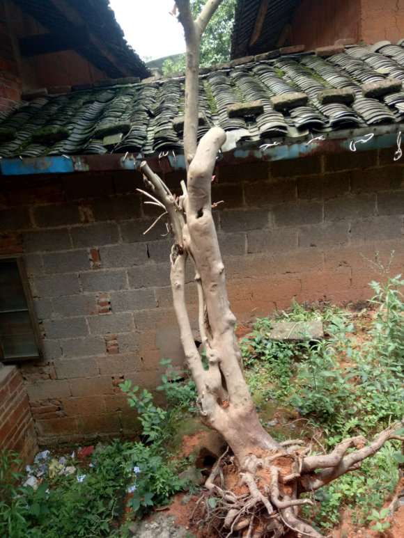 茶树下山桩能否嫁接茶花