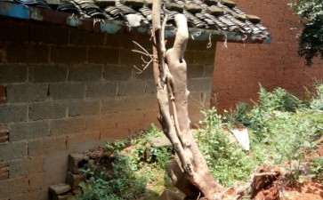 茶树下山桩能否嫁接茶花 图片