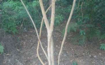 秋天挖野茶树下山桩能活么 图片