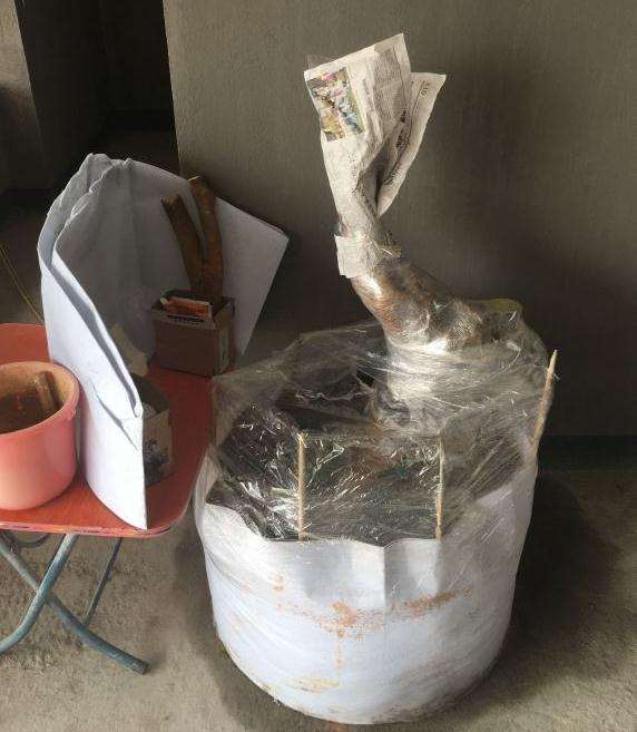 油茶下山桩准备嫁接茶花