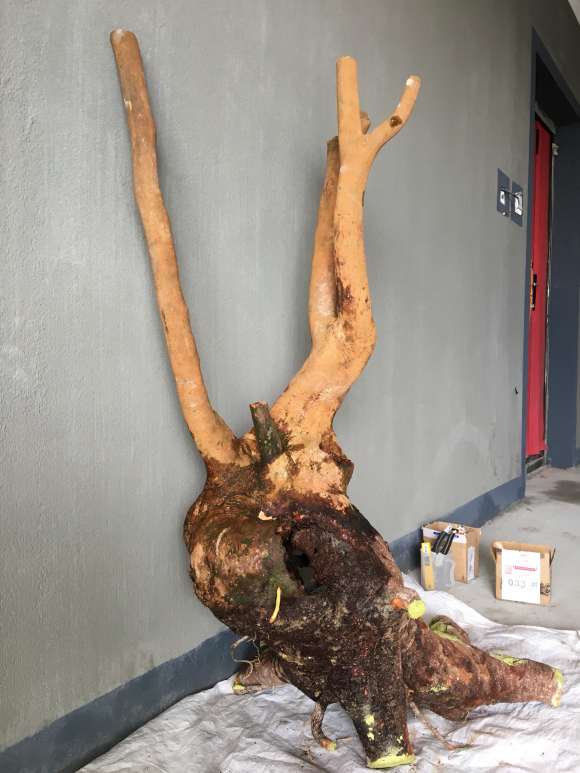 油茶下山桩准备嫁接茶花