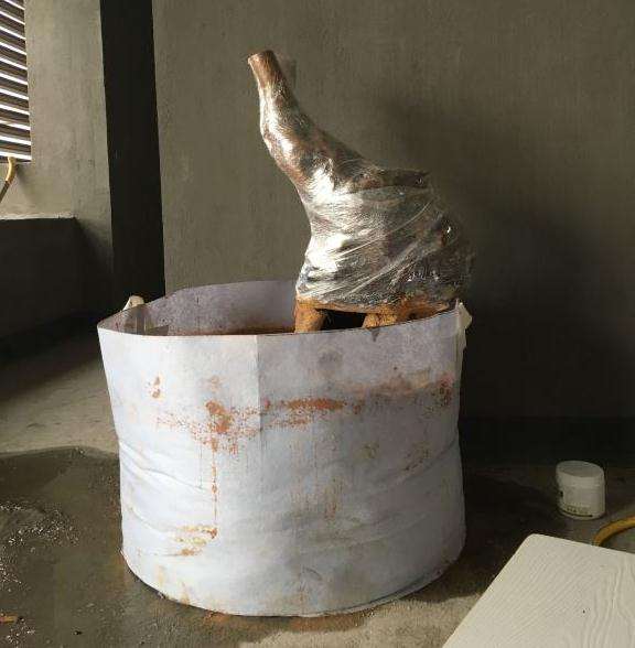 油茶下山桩准备嫁接茶花