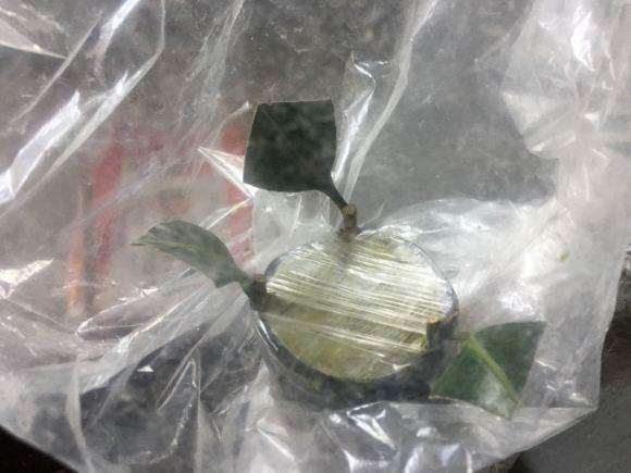 油茶下山桩准备嫁接茶花