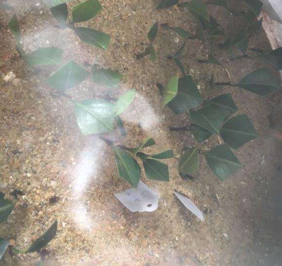 油茶下山桩准备嫁接茶花