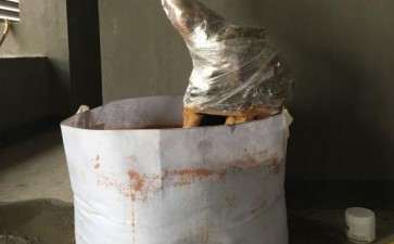 油茶下山桩准备嫁接茶花 可以吗 图片