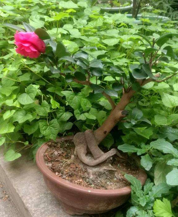 茶梅小下山桩开花 可以吗 图片