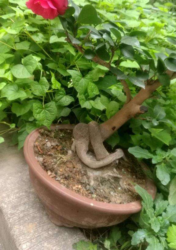 茶梅小下山桩开花 可以吗 图片