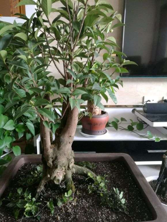 这是油茶下山桩 大神帮忙看看