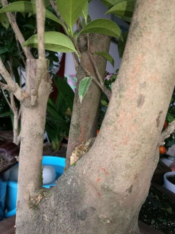 这是油茶下山桩 大神帮忙看看