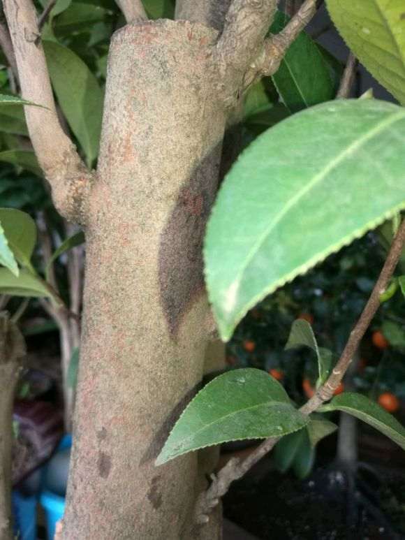 这是油茶下山桩 大神帮忙看看