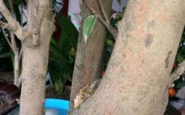 这是油茶下山桩 大神帮忙看看 图片