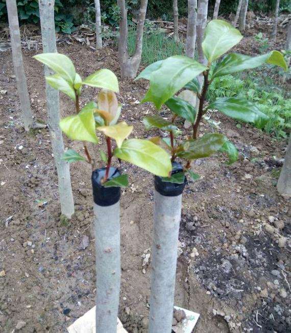中国茶花下山桩夏季怎么嫁接的方法