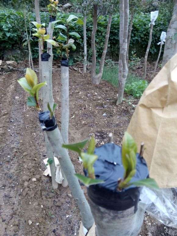 中国茶花下山桩夏季怎么嫁接的方法