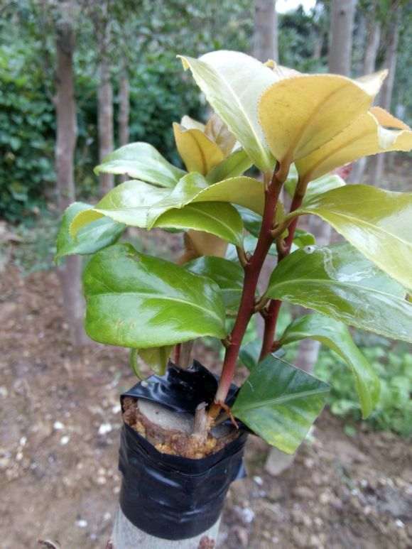 中国茶花下山桩夏季怎么嫁接的方法