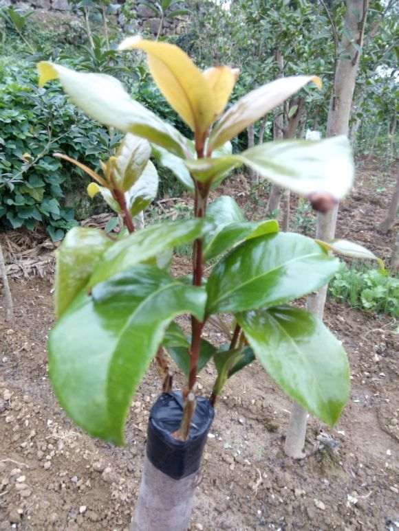 中国茶花下山桩夏季怎么嫁接的方法