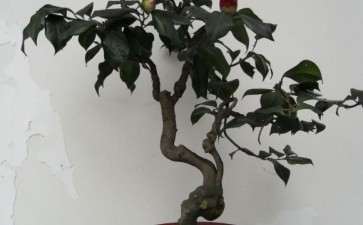 用铁甲子桩嫁接的茶花下山桩 可以吗