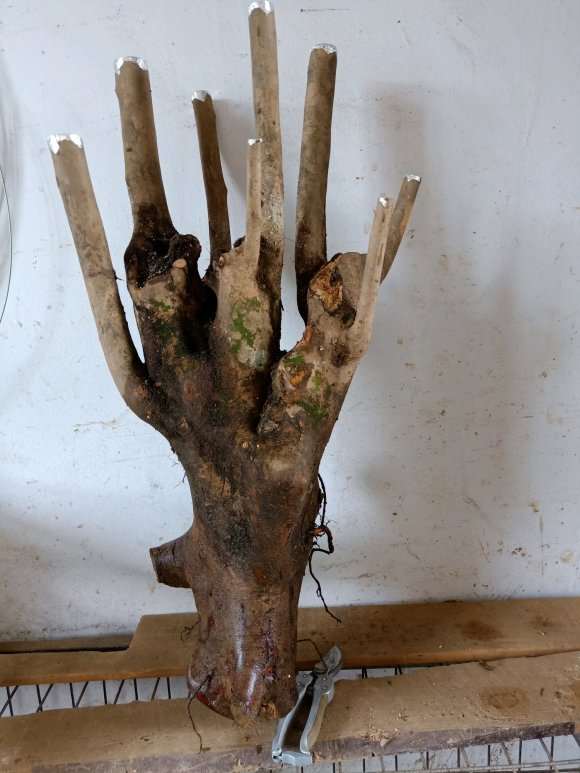 搞个茶花下山桩嫁接