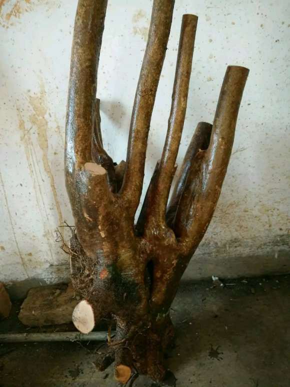 搞个茶花下山桩嫁接