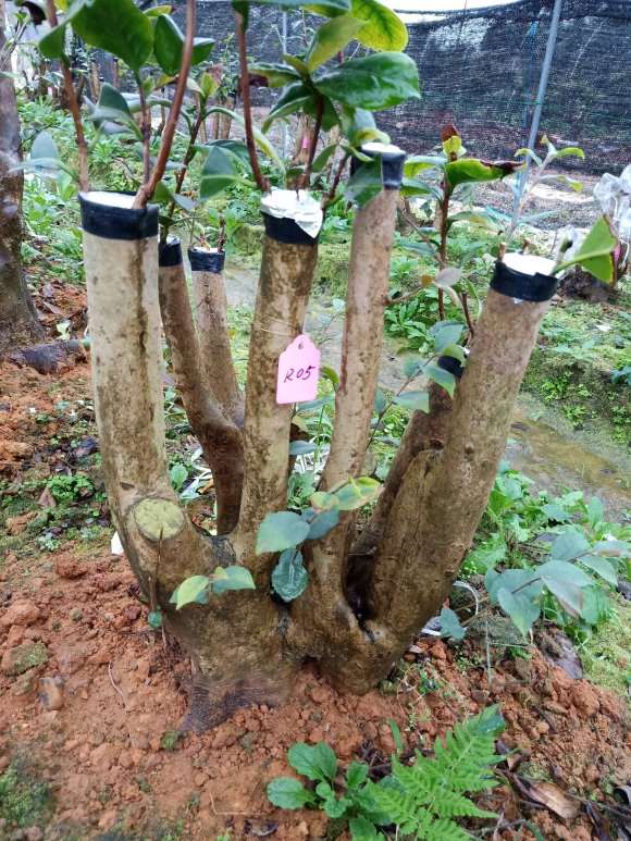 搞个茶花下山桩嫁接