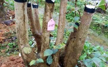 搞个茶花下山桩嫁接 可以吗 图片