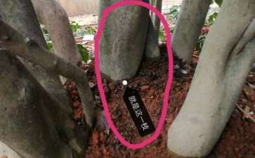 低压1棵十二公分的茶花下山桩 图片