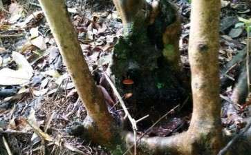 这个油茶桩嫁接茶花下山桩可以吗