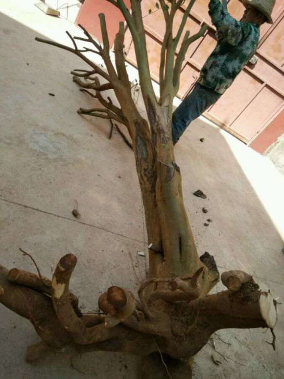 这样的大油茶下山桩能活不