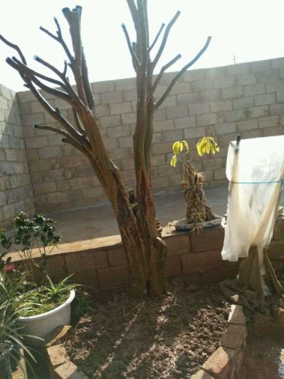 这样的大油茶下山桩能活不