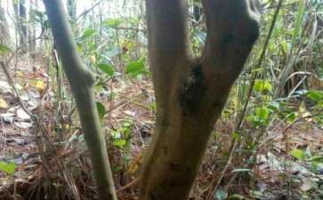 油茶下山桩 茶花怎么嫁接枮木的方法