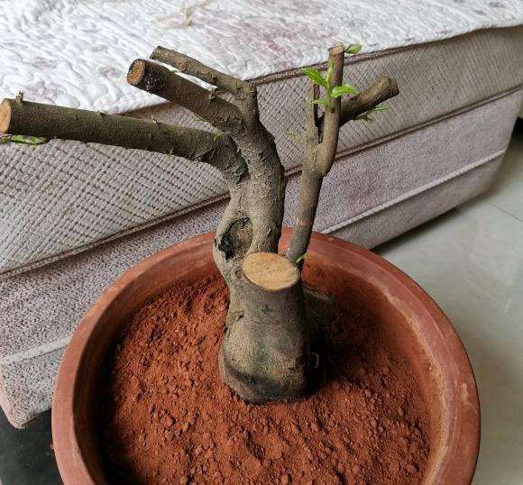 这棵茶花下山桩要怎么嫁接