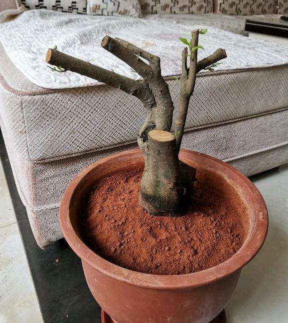 这棵茶花下山桩要怎么嫁接