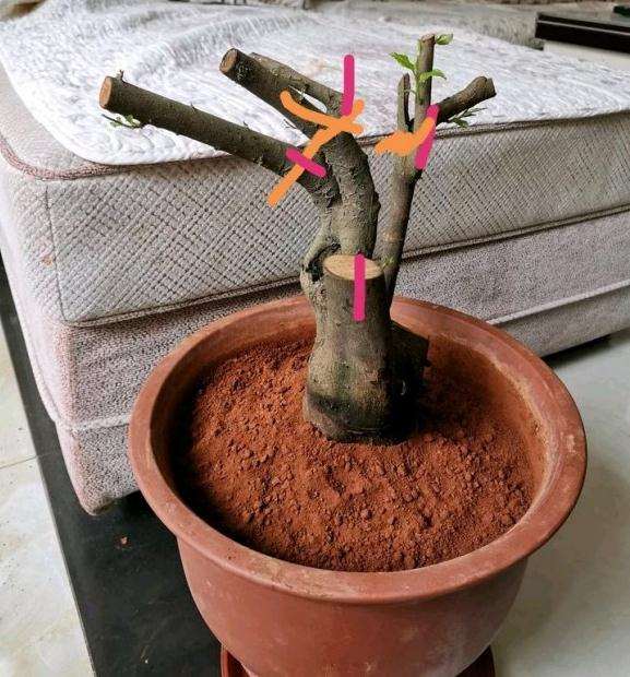 这棵茶花下山桩要怎么嫁接