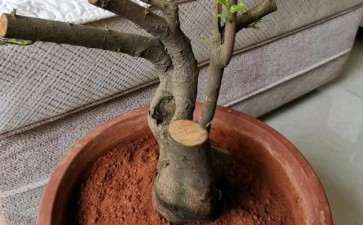 这棵茶花下山桩要怎么嫁接 图片