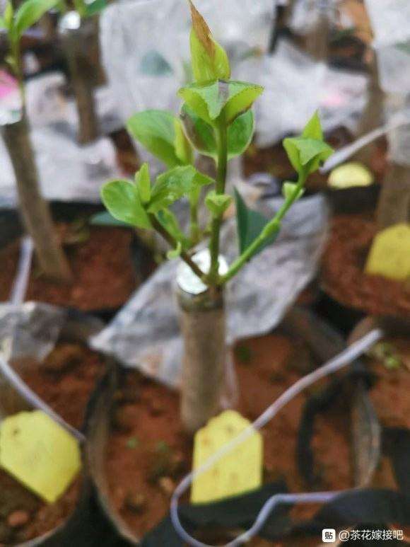 茶梅小下山桩嫁接茶花的方法