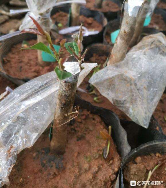 茶梅小下山桩嫁接茶花的方法