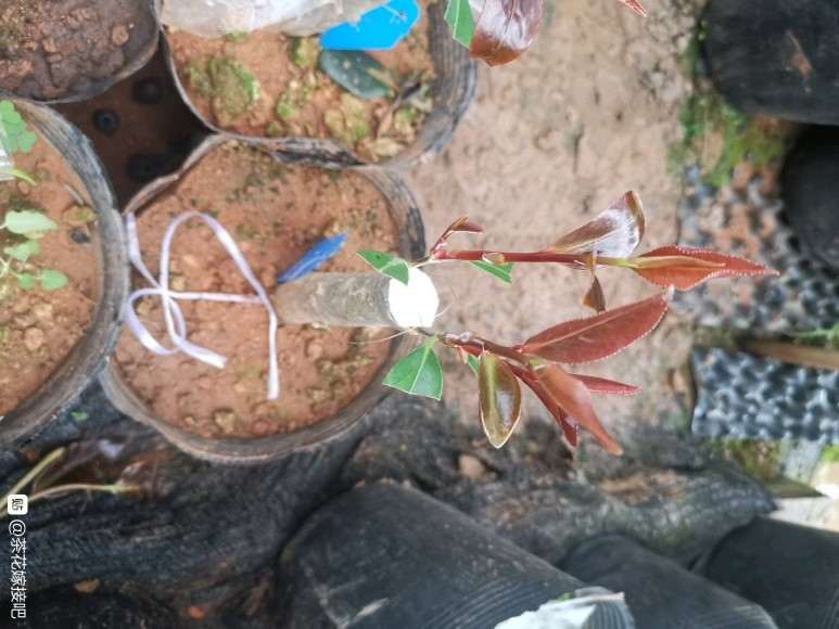 茶梅小下山桩嫁接茶花的方法