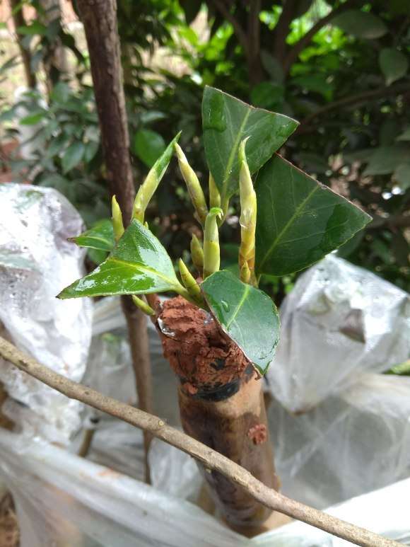 油茶生桩怎么嫁接茶花下山桩