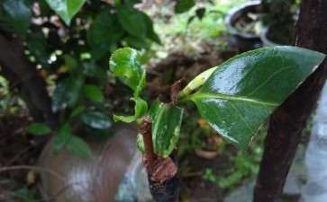 油茶生桩怎么嫁接茶花下山桩 图片