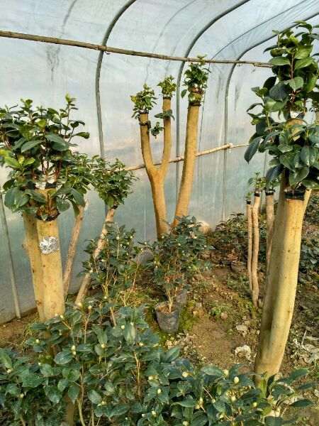 为什么五六月份油茶下山桩嫁接