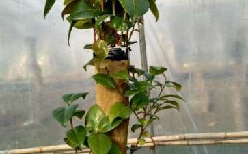 为什么五六月份油茶下山桩嫁接 最好