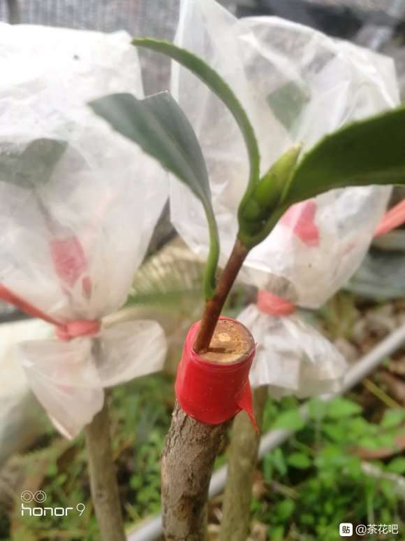茶花下山桩嫁接一个月 怎么样