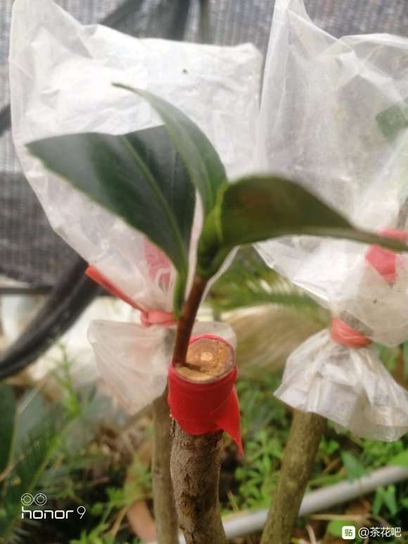 茶花下山桩嫁接一个月 怎么样