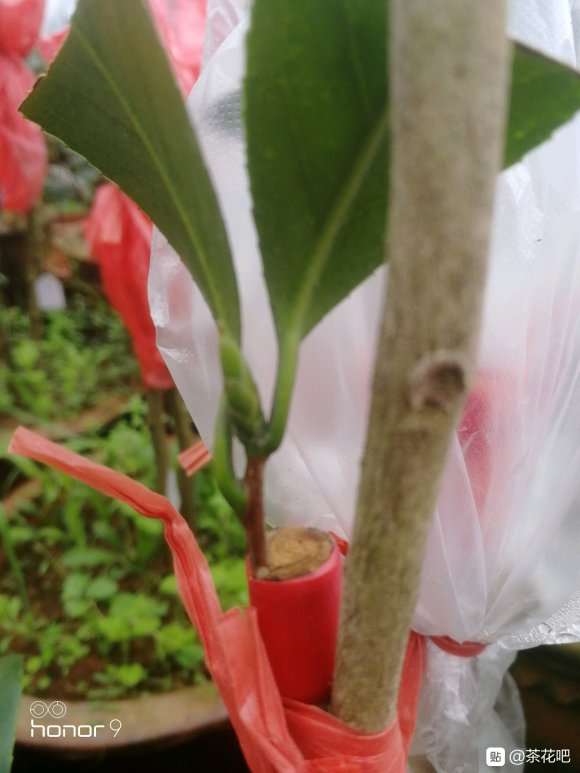 茶花下山桩嫁接一个月 怎么样