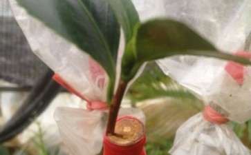 茶花下山桩嫁接一个月 可以吗 图片