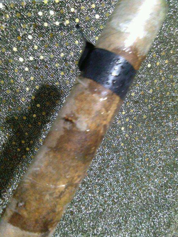 连蕊茶花下山桩2个月 发芽这么小