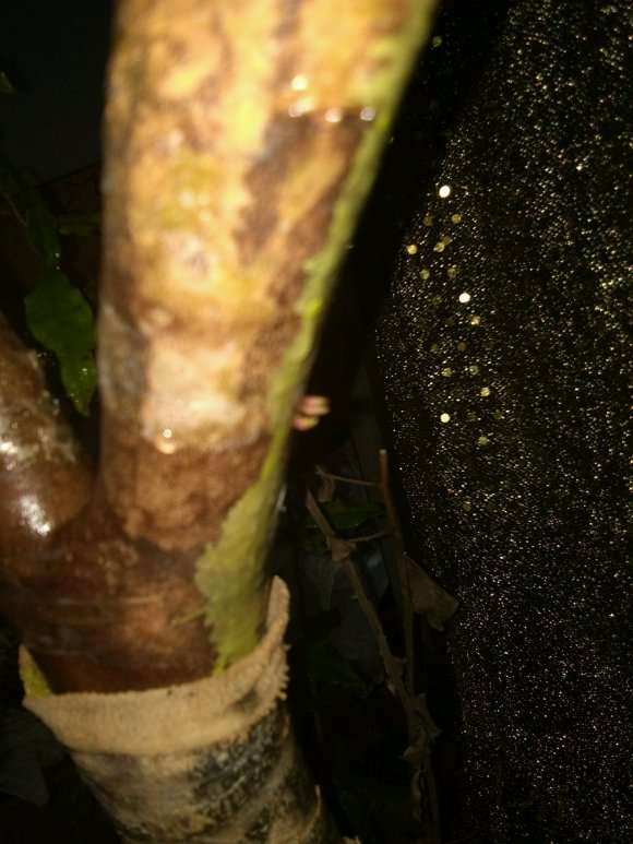 连蕊茶花下山桩2个月 发芽这么小