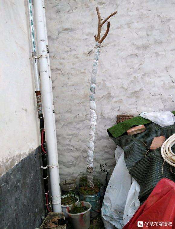 茶花下山桩顶端还需要套袋吗 图片