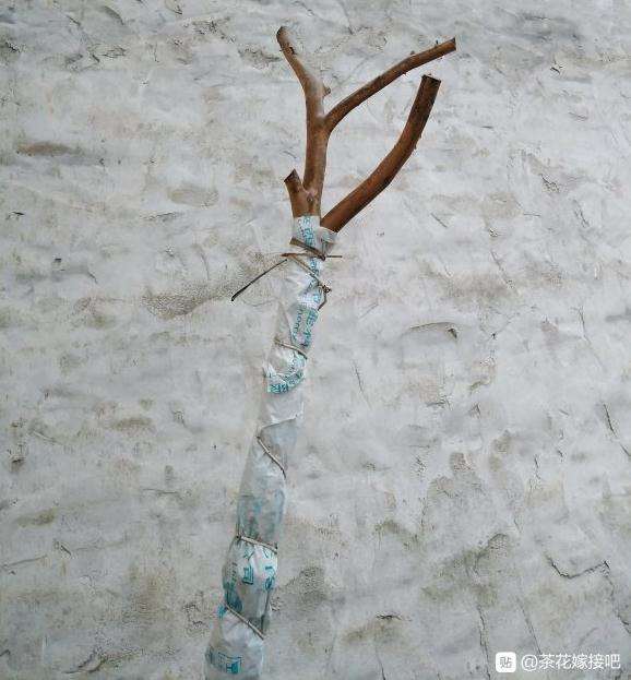 茶花下山桩顶端还需要套袋吗 图片